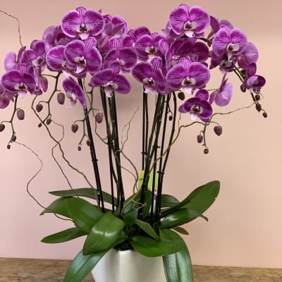 All pink phalaenopsis orchids. W596