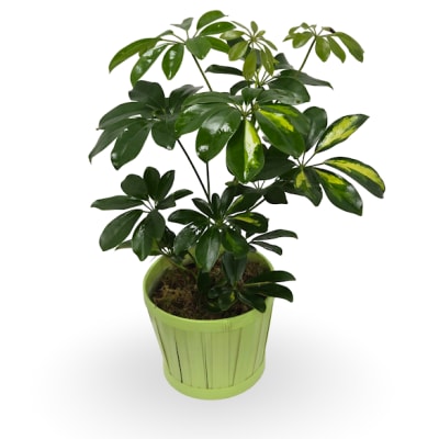 6" Schefflera Plant
