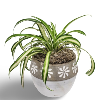 4" Spider Plant