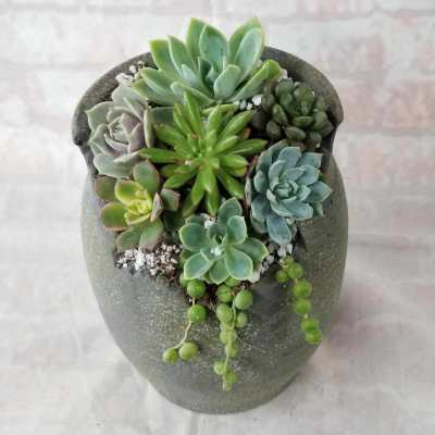 Broken Pot of Succulents