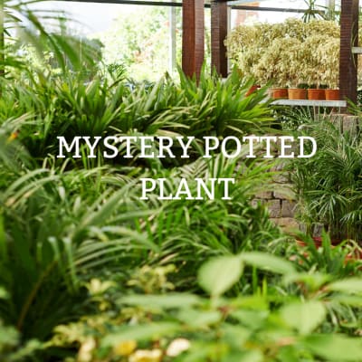 Assorted potted green plants in a greenhouse