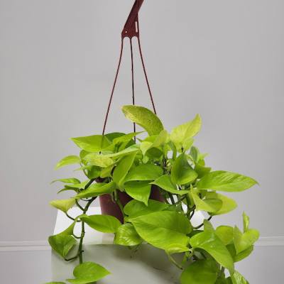 6" Neon Hanging Pothos Plant