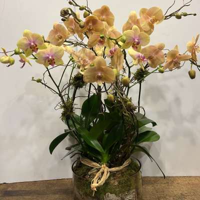 Quadro double stem phalaenopsis orchid