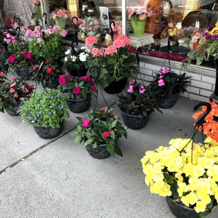 Outdoor plants *PRICES FOR LOCAL DELIVERY ONLY*