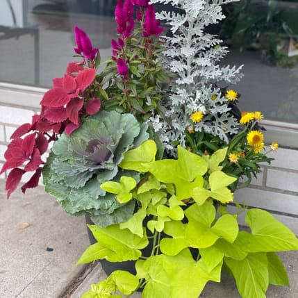 Mixed potted planter with colorful foliage and small yellow flowers