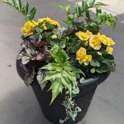 Potted plant with yellow blooms and mixed foliage in a black container