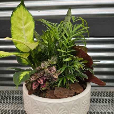 Mixed potted houseplants in a white ceramic planter