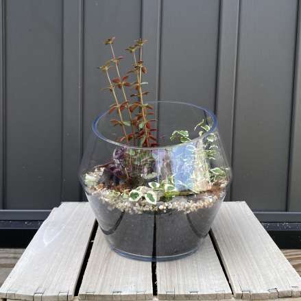 Glass bowl terrarium with assorted small foliage plants on a wooden stand