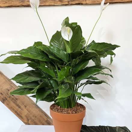 Tall potted green plant with three white blooms in a terracotta pot