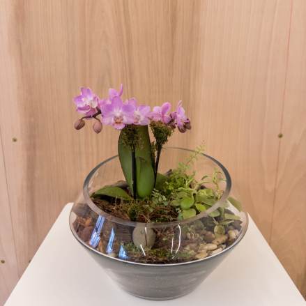 Orchid Terrarium