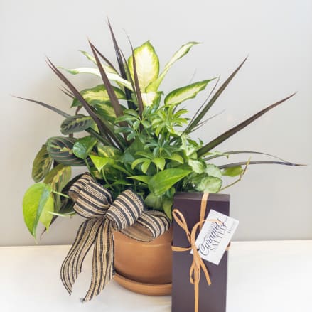 Potted mixed green houseplant arrangement with striped bow and a boxed gift beside it.