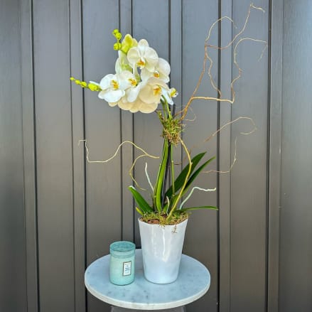 White phalaenopsis orchid plant in a white pot with a candle on a small round table