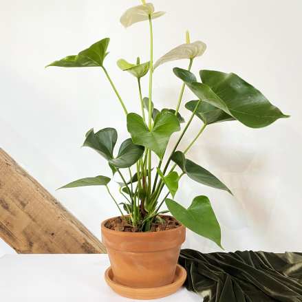 Tall potted anthurium plant with white flowers in a terracotta pot