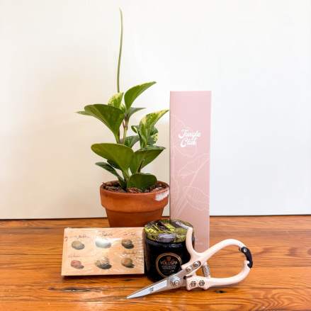 Potted houseplant gift set with candle, shears, and accessories on a wooden surface