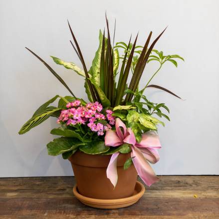 Potted mix of tall foliage plants and pink flowers in a terracotta pot with a pink ribbon bow.