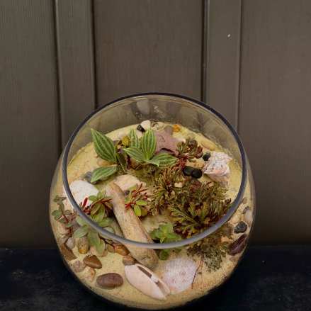 Glass bowl terrarium with small succulents, sand, shells, and pebbles