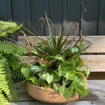 Low dish garden of assorted green foliage plants in a round tan planter on a bench
