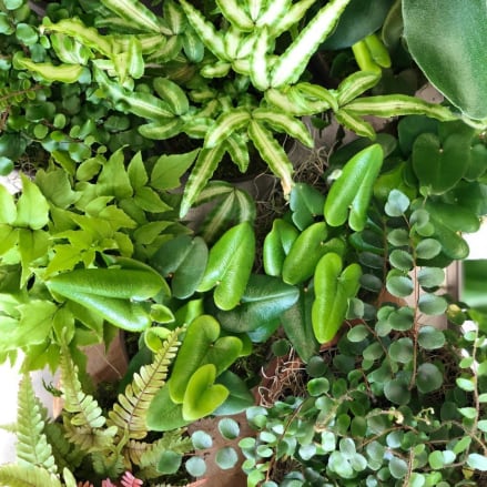 Assortment of lush green houseplants with varied leaf shapes and textures