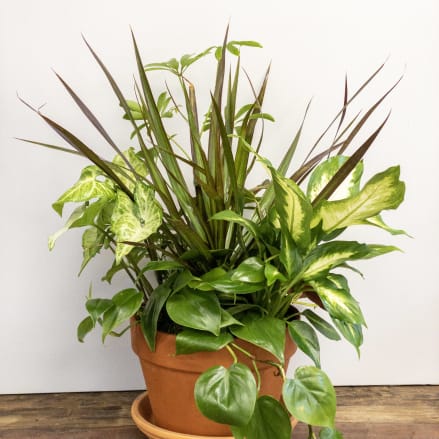 Mixed potted houseplants in a terracotta pot with saucer on a wooden surface.
