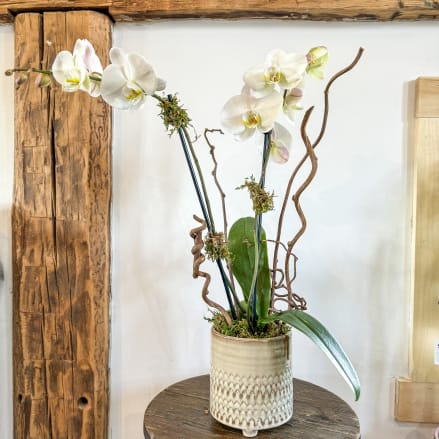 Potted white phalaenopsis orchid with tall stems and curly branches in a cream ceramic pot on a wooden table