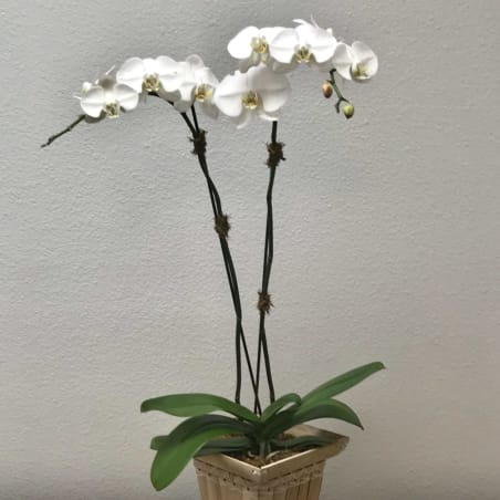 White orchid plant in a square decorative pot