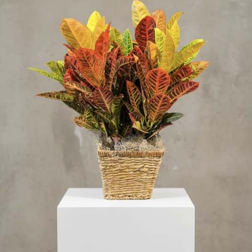 Large Croton in Select container (containers can vary)