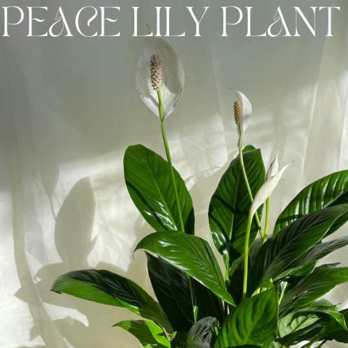 Peace lily plant with white blooms and glossy green leaves