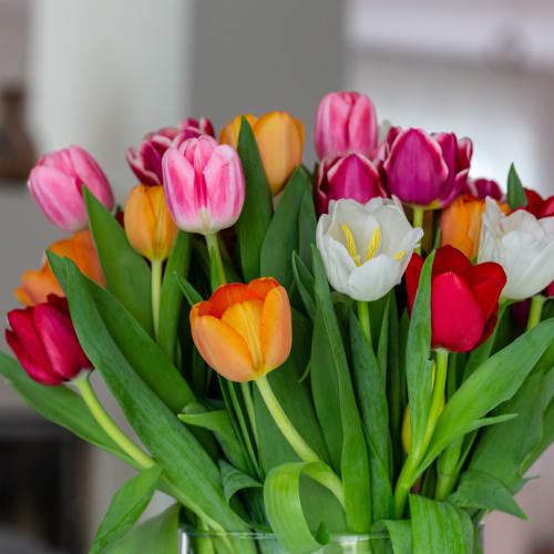 Mixed Tulip Special