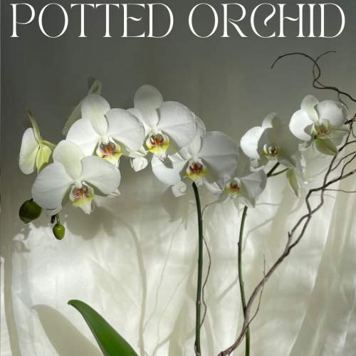 White potted orchids with long stems and blooms against a light backdrop.