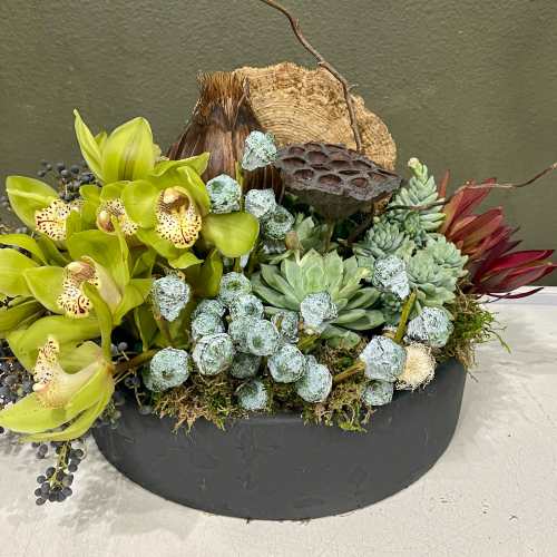 Succulent arrangement with lime orchids in a black bowl