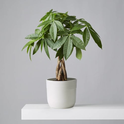 Potted money tree plant in a white container