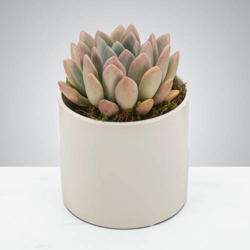 So-cute-lent by BloomNation™