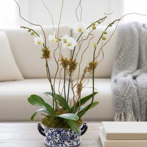 Double Double Orchids in Oval ceramic (colors of ceramic vary)