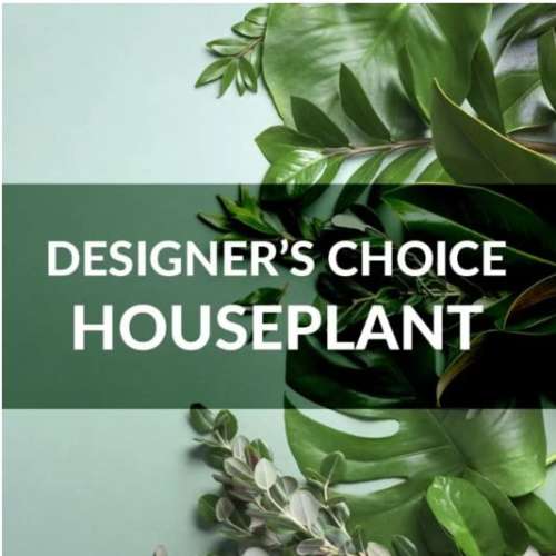 Designer's Choice Living Houseplant