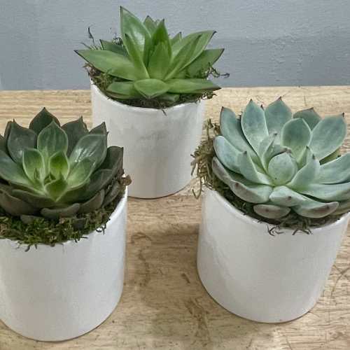 Succulent Trio