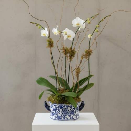 Double Double Orchids in Oval ceramic (colors of ceramic vary)