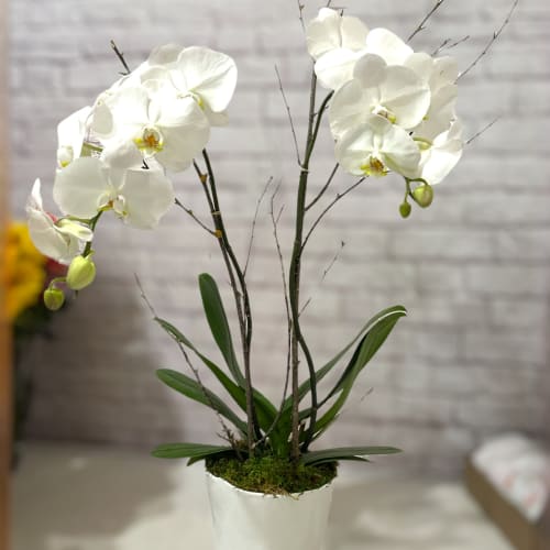 Two Stem Orchid Plant