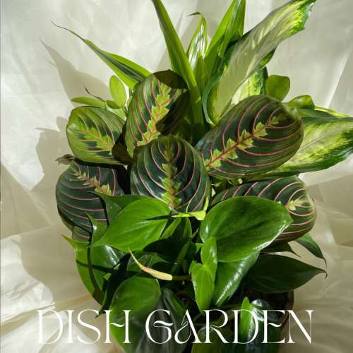Potted green houseplant with patterned oval leaves