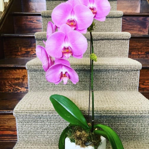 Pink orchid plant in a white pot on carpeted stairs