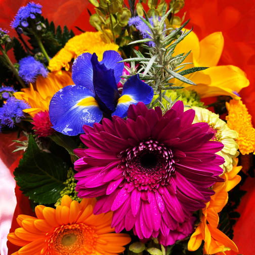 Colorful bouquet with gerbera daisies and an iris against red wrap