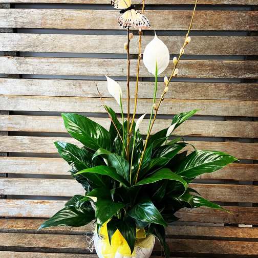 White peace lilies in a white pot with a butterfly decoration