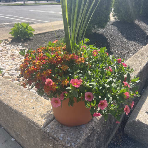 Potted flowering plant with pink and orange blooms in a terracotta container