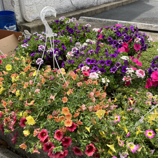Colorful flower bed with petunias in pink, purple, yellow, and orange