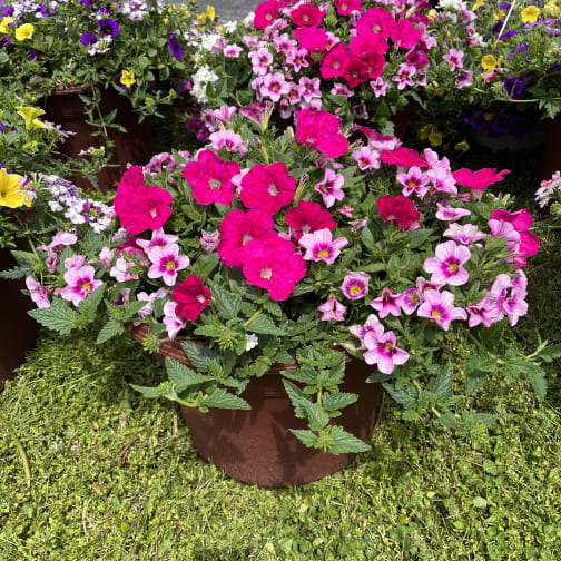 Hanging planter of bright pink and purple flowering plants in a brown pot set on grass