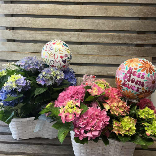 Hydrangea blooming basket ( pink or blue)