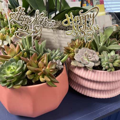 Pink succulent garden