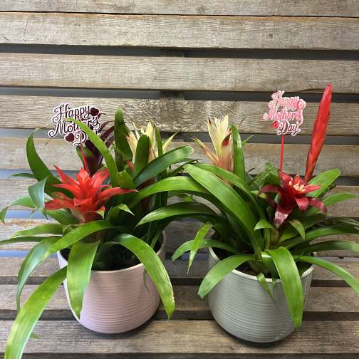 Mini bromeliads