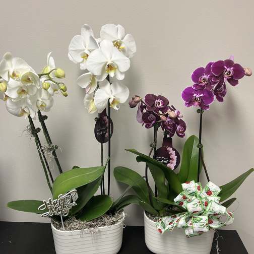 Orchid plant
