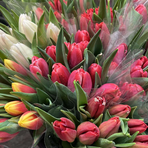 Wrapped tulips