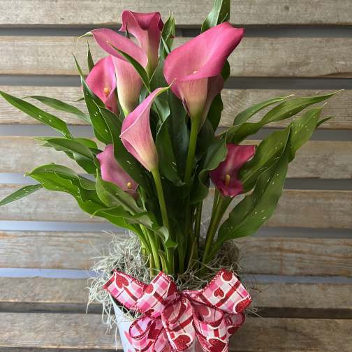 Pink calla lilies in a heart-decorated pot with a ribbon bow